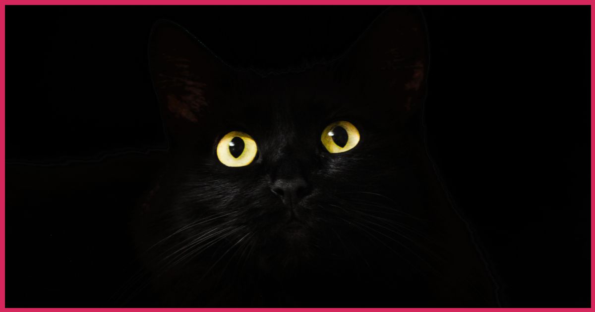 superstitious black cat